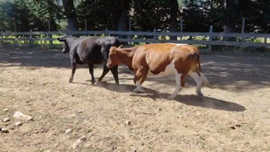  40 Vaquilla Engorda en Lanco, XIV Región Los Ríos