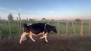  1 VACA LECHERA