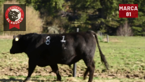  1 Toro