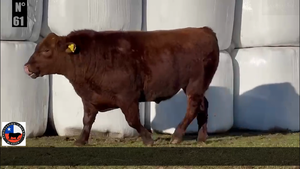  1 Toro