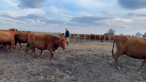  150 Vacas nuevas C/ gtia de preñez