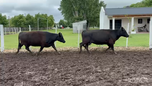  14 Vacas usadas preñadas