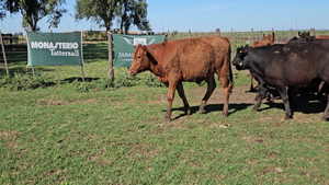  65 Novillitos en Gral. Viamonte