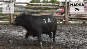  1 Toro