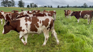  33 Novillo Engorda en Puerto Varas, X Región Los Lagos