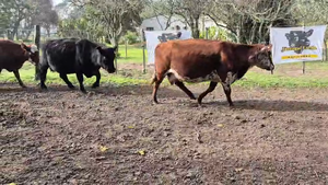  22 Vacas CUT preñadas