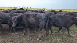  120 Terneros/as en Benito Juárez, Buenos Aires