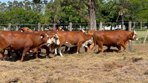  14 Vaquillonas C/ servicio en Corrientes, Monte Caseros