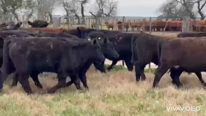  105 Terneras