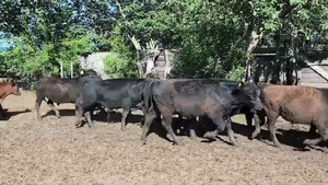  75 Terneros/as en Buenos Aires, Brandsen