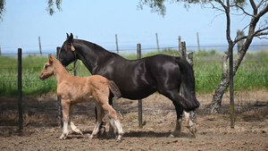  EL  GAVILÁN  DORA  la  EXPLORADORA