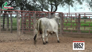  Toros Brahman