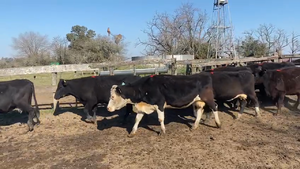  9 Vacas usadas preñadas en San Vicente, Buenos Aires