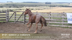QUIMICO LA GARRAPATA — Escritorio Alori y Cia.