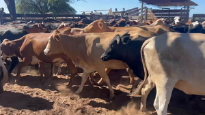  85 Vacas de invernar en Juan José Castelli, Chaco