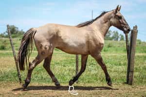  Charrua Don Salvador