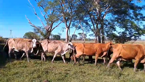  55 Vacas de invernar