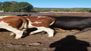  45 Vaquilla Gorda en Osorno, X Región Los Lagos