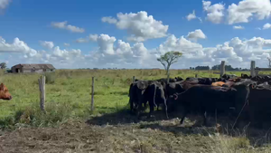 39 Vientres Preñados en Cerro Largo, Rio Branco