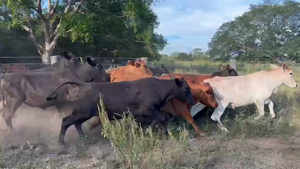  50 Novillitos en Chaco, Laguna Blanca