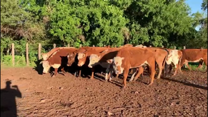  VACAS INVERNADA