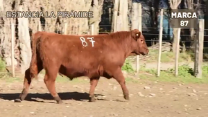  1 Toro
