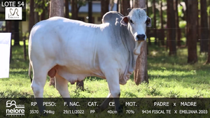  LOTE 54
