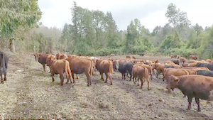  80 Novillo Engorda en Lago Ranco, XIV Región Los Ríos