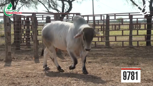  Brahman