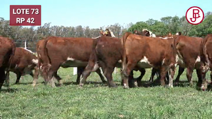  VAQUILLONAS PREÑADAS Polled Hereford -PARICION OTOÑO 2024-