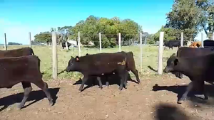  30 Terneros y Terneras