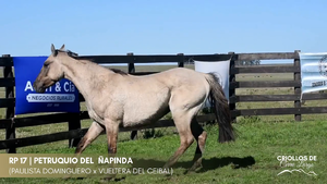 PETRUQUIO DEL  ÑAPINDA — Escritorio Alori y Cia.