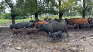  36 Vacas nuevas C/ cria