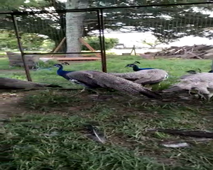 Lote CASAL DE PAVOS REALES