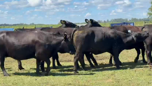  10 Vacas nuevas Preñadas