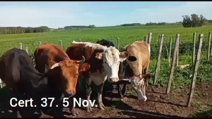  NOVILLOS DE 1 A 2