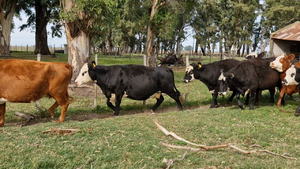  77 Vacas nuevas C/ gtia de preñez