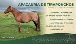  APACUARIA DE TIRAPONCHOS