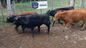  Lote 1