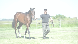  GO ON NIK (NICODEMUS - MUCURA CAT)