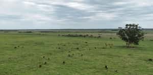  161 Has en Cerro Largo