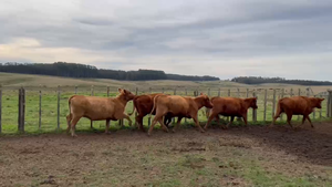  21 Vacas preñadas