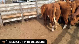  24 Vaquillonas C/ gtia de preñez en Gualeguaychú, Entre Ríos