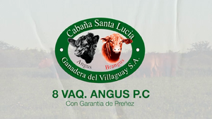  8 Vaquillonas PC preñadas