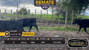  13 Terneros en Tarariras, Colonia
