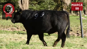  1 Toro
