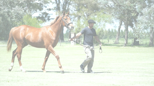  PNEUS SMILE (PNEUMATIC - HIDDEN SMILE) 