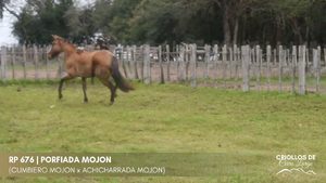 PORFIADA MOJON — Escritorio Alori y Cia.