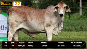  LOTE 22