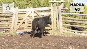  1 Toro